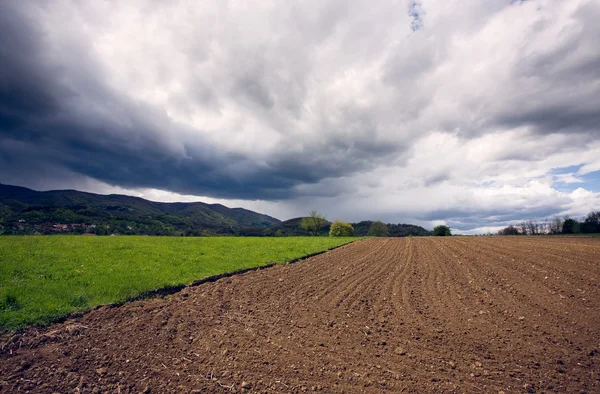 The field — Stock Photo, Image