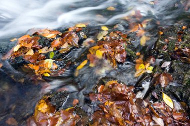 Şelale yosunlu kayaların üzerine düşüyor