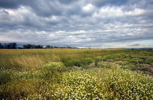 Landschaft — Stockfoto