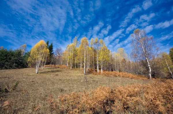 Wald in den Bergen — Stockfoto