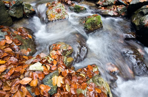아름 다운 보기는 강 — 스톡 사진