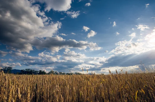 Campo de cereais — Fotografia de Stock