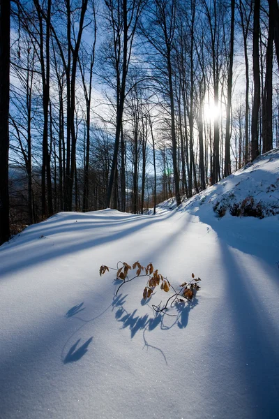 Paisaje invierno — Foto de Stock