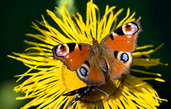 Mooie Papilionidae vlinder — Stockfoto