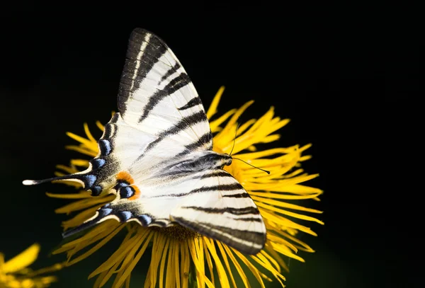 Hermosa mariposa cola de golondrina — Foto de Stock