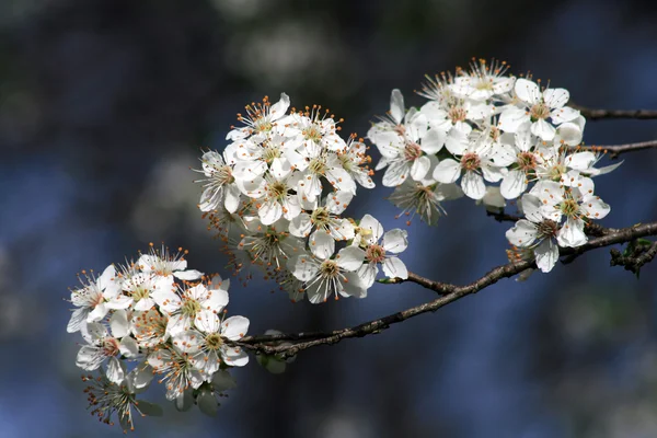 Closeup tree blossom — Stock Photo, Image