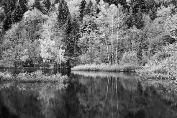 Őszi erdőben fekete-fehér — Stock Fotó