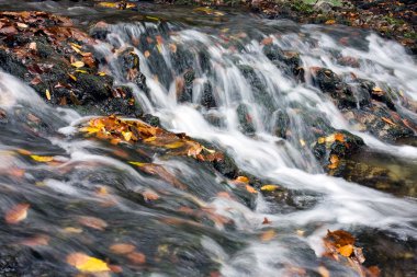 Orman dağda sonbahar creek