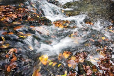 Orman dağda sonbahar creek