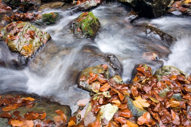 Orman dağda sonbahar creek