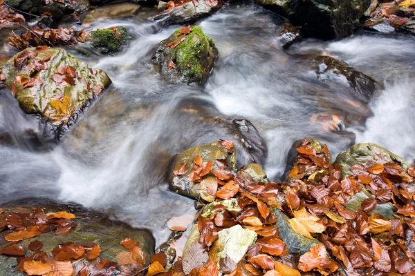 Arroyo de otoño en la montaña del bosque —  Fotos de Stock