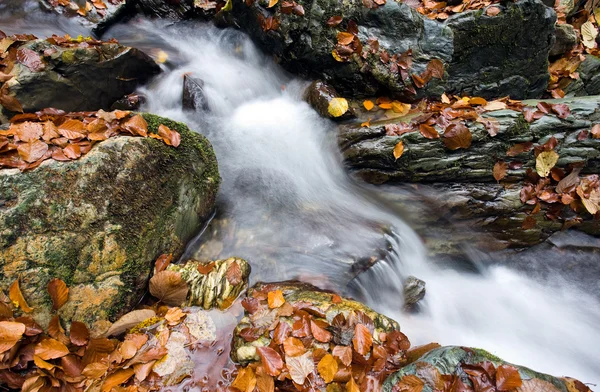 Ruisseau d'automne en montagne forestière — Photo