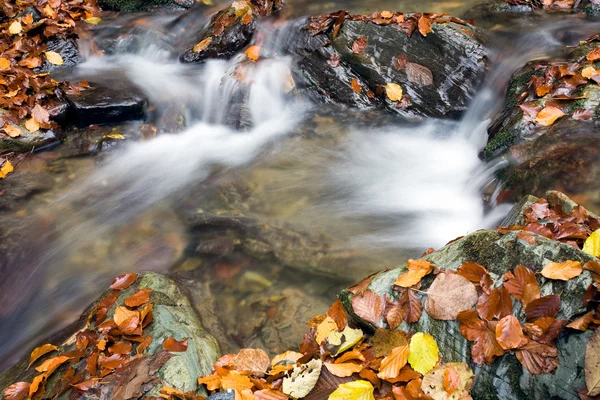 Herfst creek in woud berg — Stockfoto