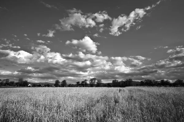 Пшеничне поле чорно-біле — стокове фото