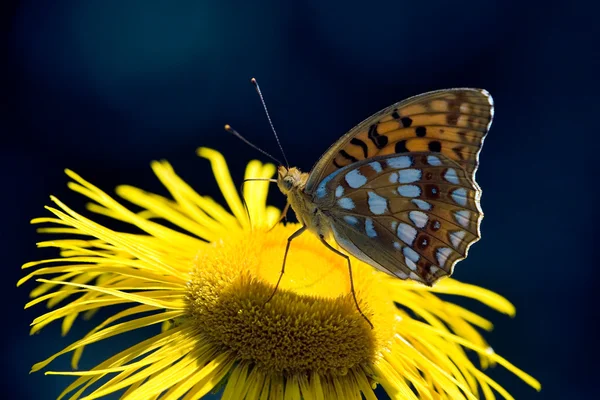 Mariposa en una flor — Foto de Stock
