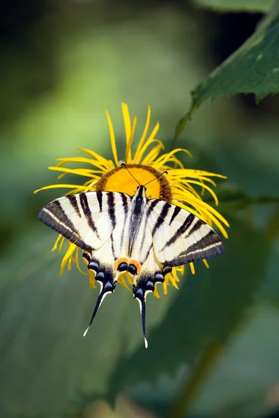 Mariposa en una flor — Foto de Stock