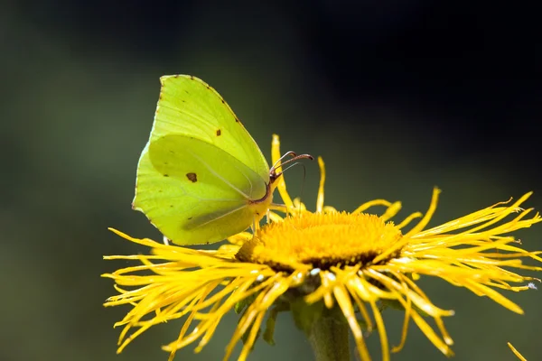 Farfalla su un fiore — Foto Stock