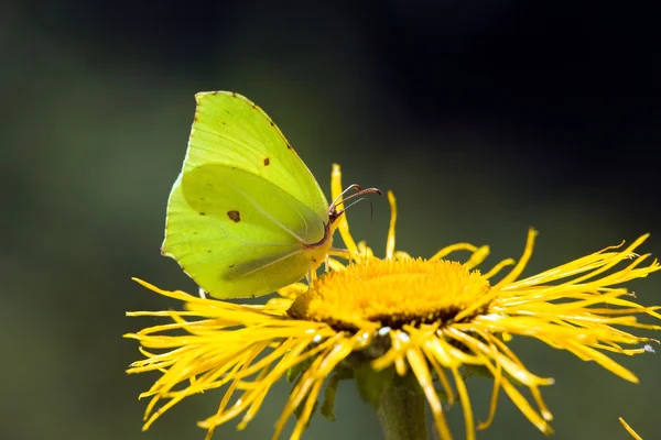 Mariposa en una flor — Foto de Stock