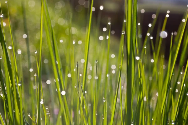 Green meadow — Stock Photo, Image