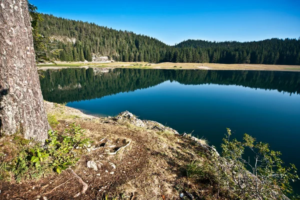 Green water lake in forest — Stock Photo, Image