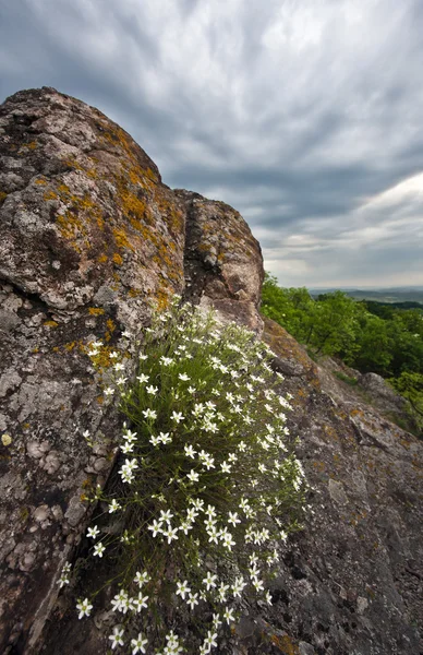 Witte berg bloemen op een rots — Stockfoto