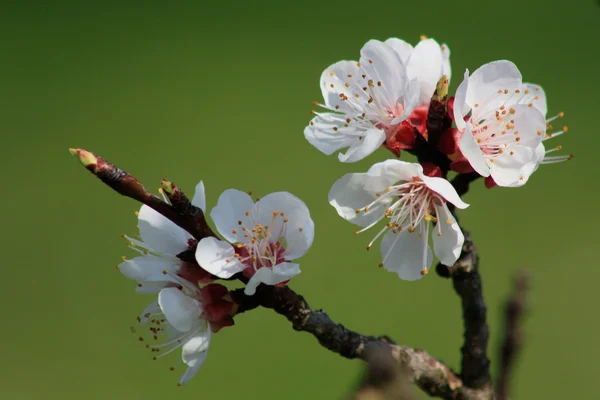 Beautiful flowering buds on the tree — Stock Photo, Image