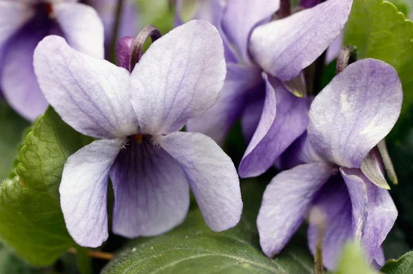 Flor da íris — Fotografia de Stock