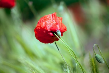 Yeşil tarlada gelincikler