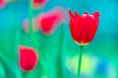 güzel Lale yakın çekim