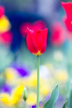 güzel Lale yakın çekim