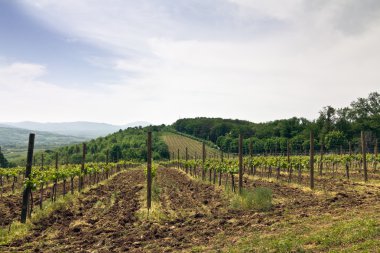 bir tepe üzerinde üzüm alan