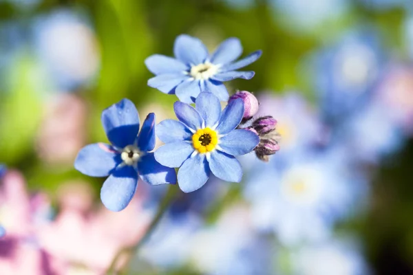 Blue flowers — Stock Photo, Image