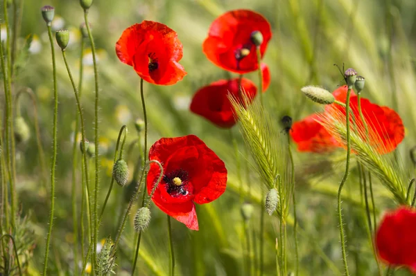Poppies on green field — Stock Photo, Image