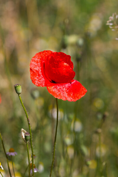 Poppies on green field