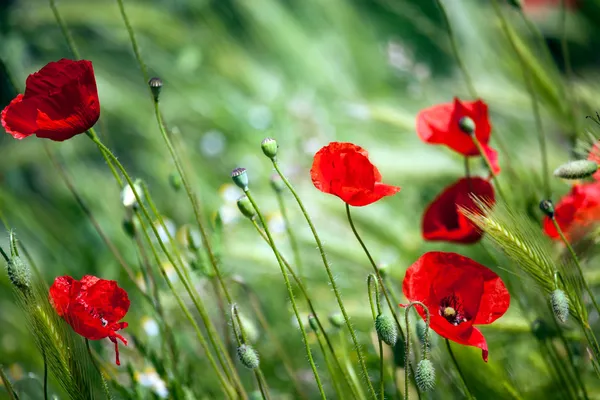 Poppies on green field — Stock Photo, Image