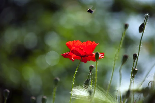 Coquelicots sur champ vert — Photo