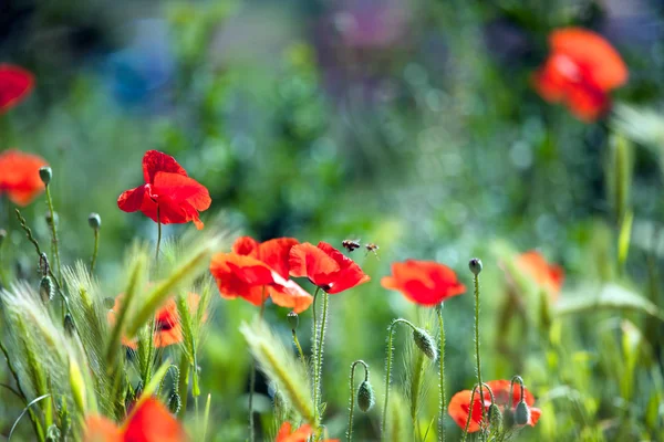 Poppies on green field — Stock Photo, Image