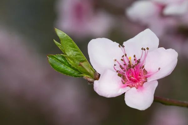 Beautiful closeup spring blossoming tree — Stock Photo, Image