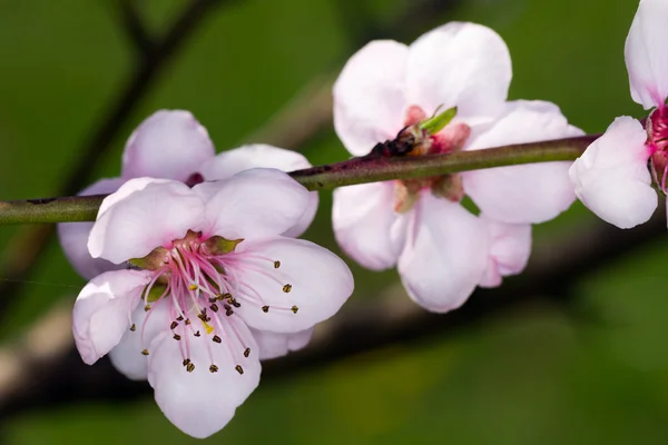 Beautiful closeup spring blossoming tree — Stock Photo, Image