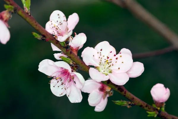 Beautiful closeup spring blossoming tree — Stock Photo, Image