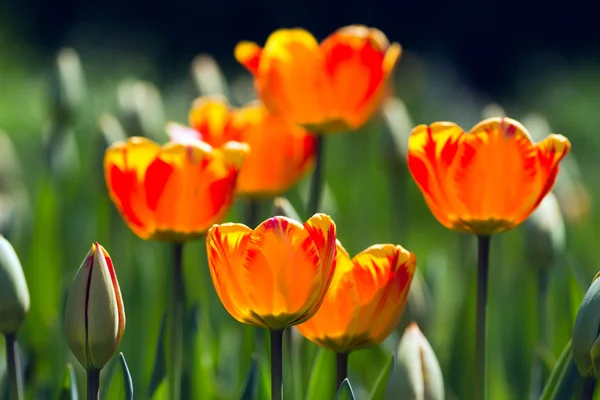 Multicolored of Beautiful tulips — Stock Photo, Image