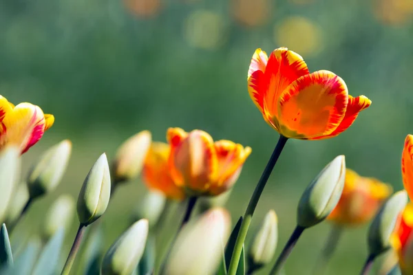 Multicolorido de belas tulipas — Fotografia de Stock