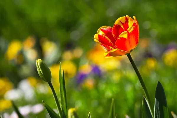 Multicolorido de belas tulipas — Fotografia de Stock