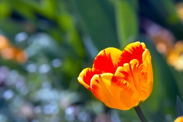 Bonitas tulipas close-up — Fotografia de Stock