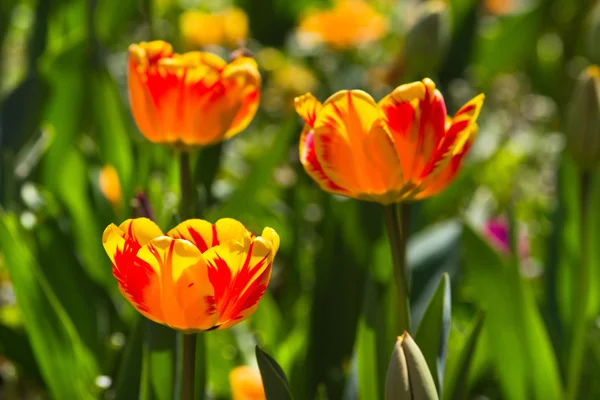 Multicolor de hermosos tulipanes —  Fotos de Stock