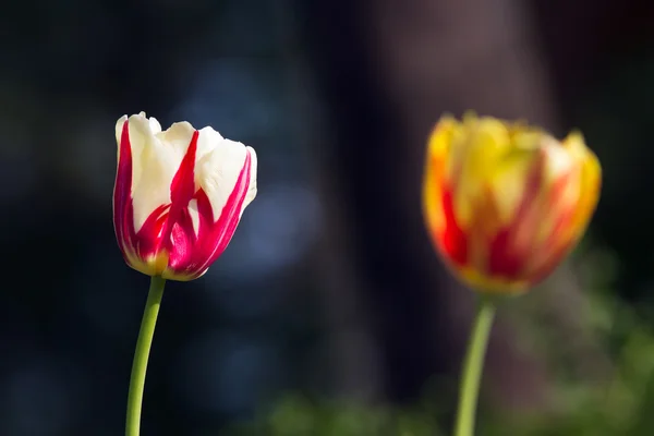 Vackra tulpaner närbild — Stockfoto