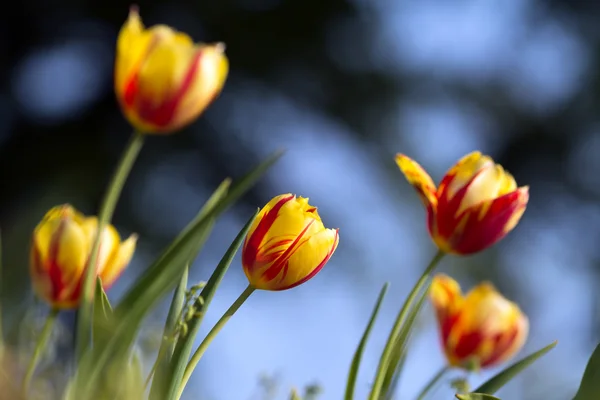 Schöne Tulpen aus nächster Nähe — Stockfoto