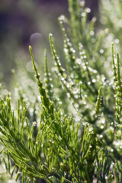 Волога трава в полі — стокове фото