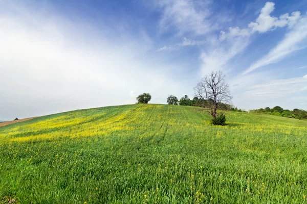 Spring landscape near the forest — Stock Photo, Image
