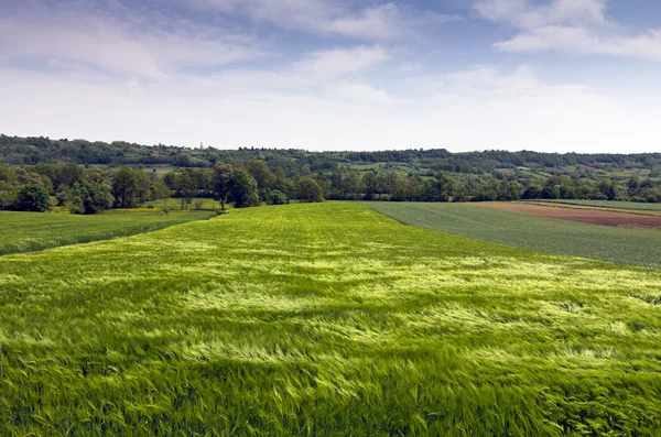 Vårlandskap nära skogen — Stockfoto